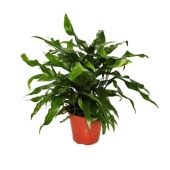 Микросорум d12 см h30 см