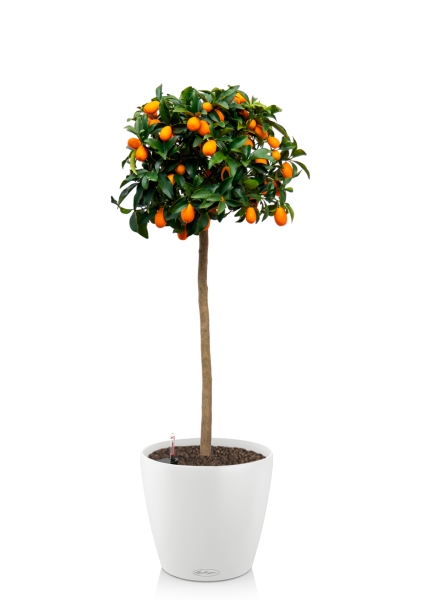 Цитрофортунелла Кумкват на стволе 26/100 см в CLASSICO COLOR 35 Цитрофортунелла Кумкват на стволе 26/100 см в CLASSICO COLOR 35