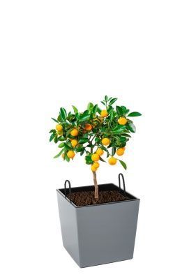 Цитрус Каламондин 15/40 см в Juka 19x19, серый бетон