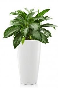 Аглаонема Сильвер Бей RONDO 32/90 см Белый блестящий