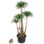 Нолина бранч d41 см h160 см