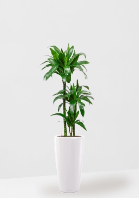 Драцена Джанет Крейг 3 ствола RONDO 32, белый блестящий