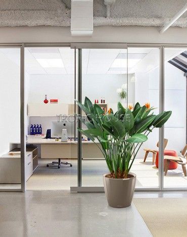 Стрелиция Регина в CLASSICO LS 50