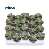 Эхеверия Chroma d5.5 см h10 см Эхеверия Chroma d5.5 см h10 см