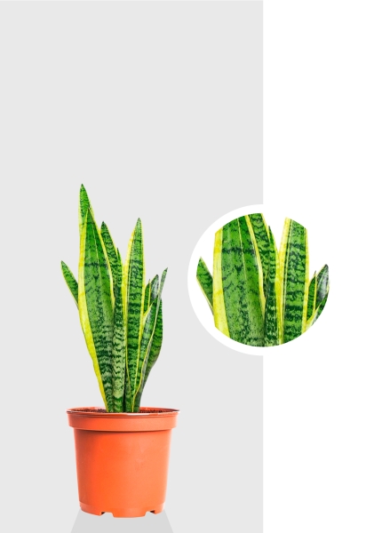 Сансевиерия Лауренти 14/45 см