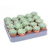 Граптопеталум Altair d5.5 см h8 см