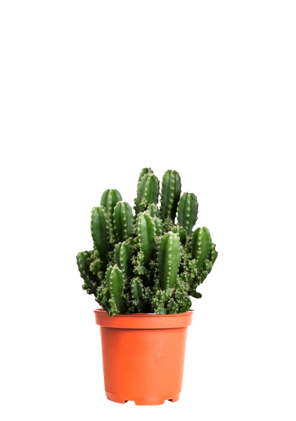 Кактус Цереус Полина d10.5 см h20 см