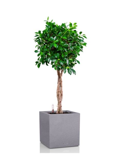 Фикус Нитида переплетенный 23/110 см в CANTO STONE LOW 30 Фикус Нитида переплетенный 23/110 см в CANTO STONE LOW 30