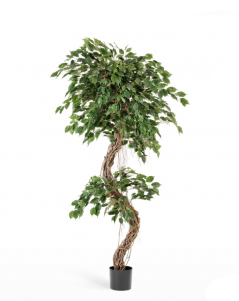 Фикус Бенджамина Коркскрю