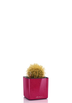 Кактус микс 12 см в CUBE GLOSSY KISS 14