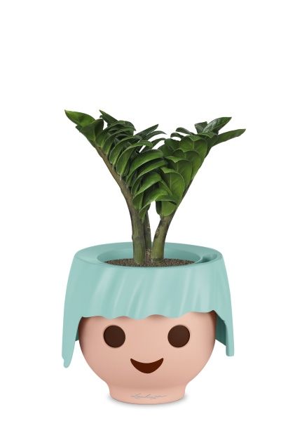 Замиокулькас Зензи в OjO