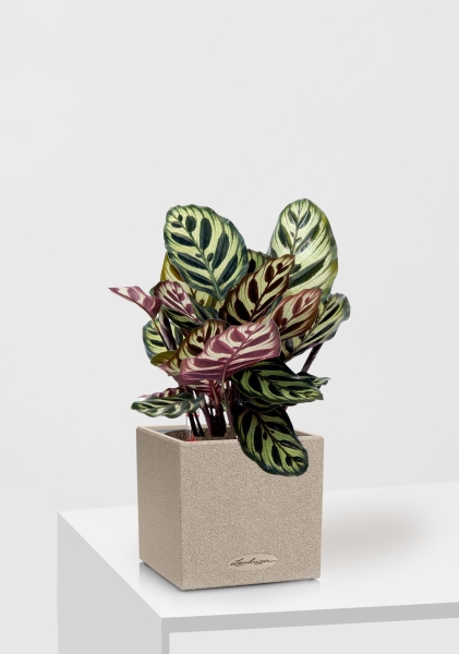 Калатея Макояна 12/35 см в CANTO STONE 14