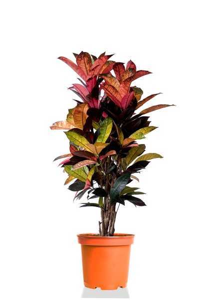 Кротон Кодиеум Фреклес бранч d27 см h120 см