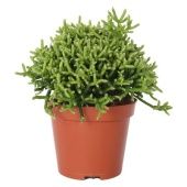 Рипсалис Цереоскула d9 см h15 см