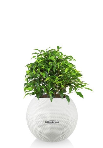 Фикус Грин Кинки в PURO 20