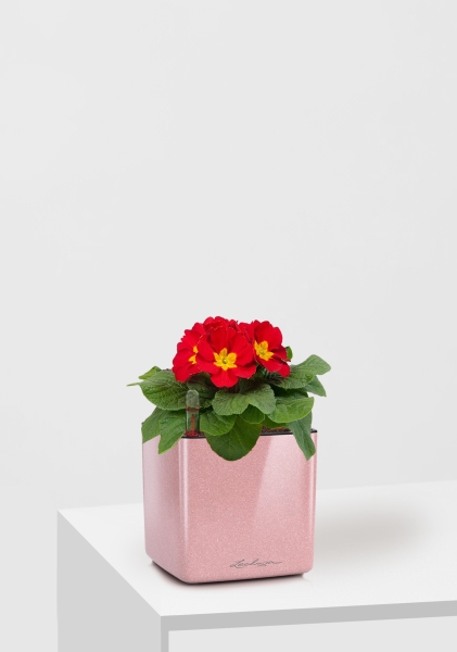 Примула 12/30 см в CUBE Glossy Kiss 14