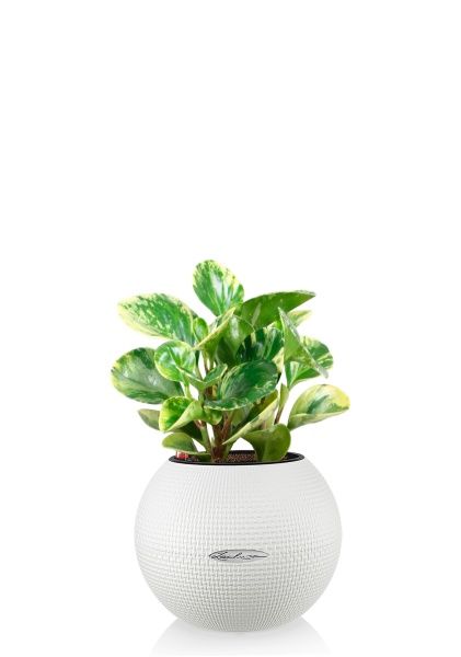 Пеперомия Уса 12/25 см в PURO 20 Пеперомия Уса 12/25 см в PURO 20