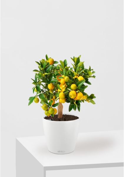 Цитрус Каламондин 15/40 см в CLASSICO COLOR 18