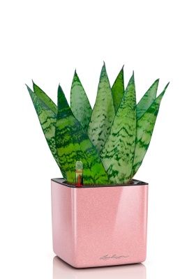 Сансевиерия Зейланика Фан 12/35 см в CUBE GLOSSY KISS 14, кремовый блестящий