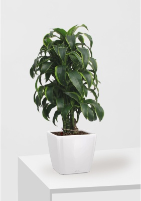 Драцена Дорадо бранч 24/90 см в QUADRO LS 28