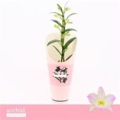 Дендробиум Nobile Kumiko Compact 1 ствол d12 см h40 см тип 2