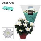 Хризантема Грандеза белая (decorum) d13 см h25 см