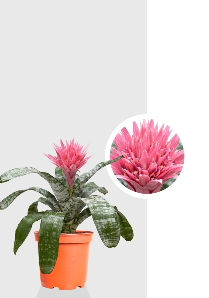 Эхмея Примера d15 см h60 см