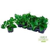 Эпипремнум Сциндарсус Ауреум d12 см h20 см