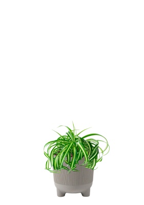 Хлорофитум Бонни 12/25 см в ARIA 14 jumper