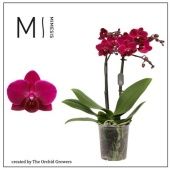 Фаленопсис 2 ствола Brazilian Fever 16+ (orchid Growers) d9 см h35 см