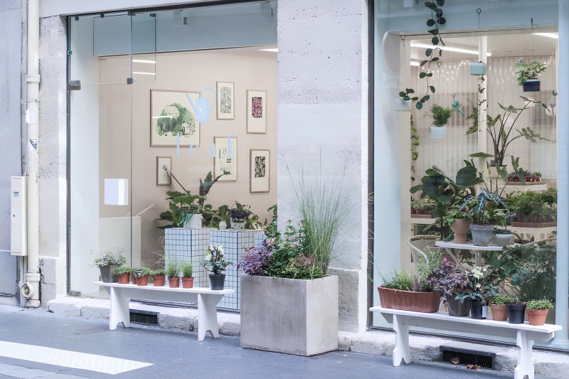 12 растений для оформления витрины магазина