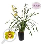 Цимбидиум Senne 4 ствола d14 см h85 см