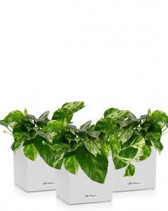 Набор сциндапсусов CANTO STONE 14/20 см Песочный белый Набор сциндапсусов CANTO STONE 14/20 см Песочный белый