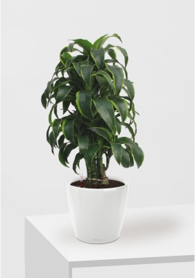 Драцена Дорадо бранч 24/90 см в CLASSICO LS 28