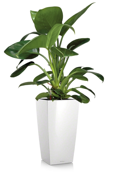 Филодендрон Грин Принцесс 17/60 см в CUBICO 22