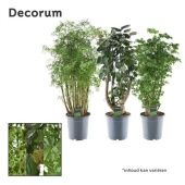 Полисциас микс d21 см h90 см Полисциас микс d21 см h90 см