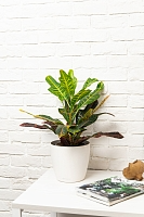 Кротон (Кодиеум) Экселент 17/50 см в CLASSICO LS 21