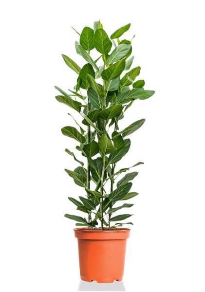 Фикус Бенгальский Одри 3 ствола d27 см h100 см