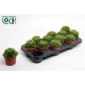 Хавортия Купери d10.5 см h15 см