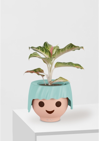 Аглаонема Айкетчер 12/30 см в OJO Аглаонема Айкетчер 12/30 см в OJO