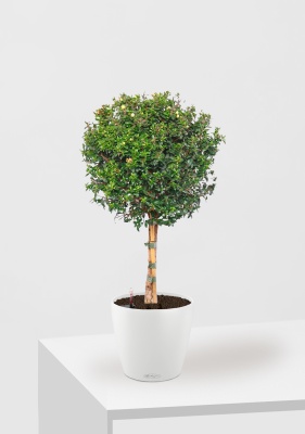 Мирт на стволе 19/75 см в CLASSICO COLOR 21 Мирт на стволе 19/75 см в CLASSICO COLOR 21