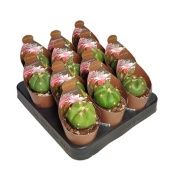 Гимнокалициум Horstii Potcover d6.5 см h8 см