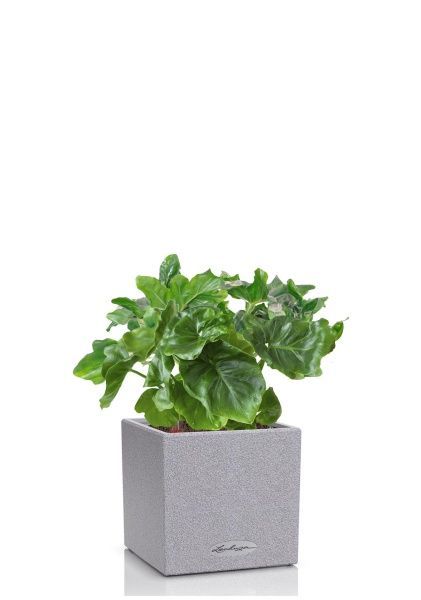 Филодендрон Атом в CANTO STONE 14