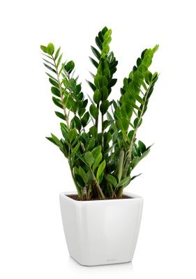 Замиокулькас 17/70 в QUADRO LS 21, белый блестящий