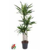 Драцена Рики 3 ствола d24 см h160 см