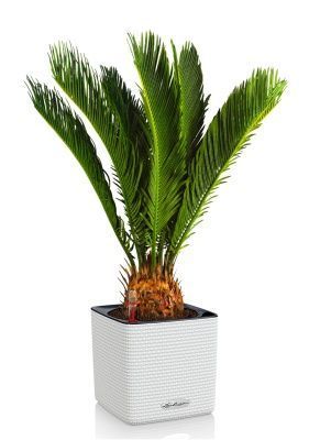 Цикас Революта 14/60 см в CUBE COLOR 16, белый