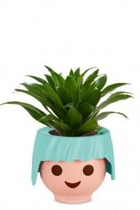 Драцена Компакта в OJO 25 см Драцена Компакта в OJO 25 см