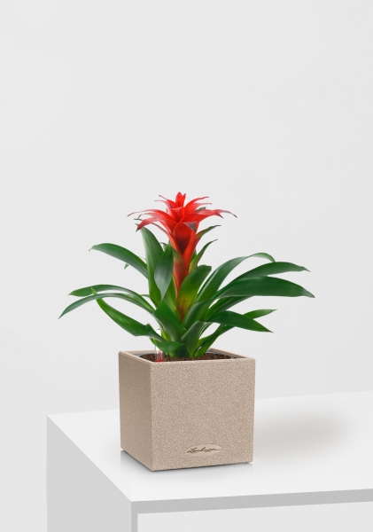 Гузмания Калипсо красная 12/40 см в CANTO STONE 14 Гузмания Калипсо красная 12/40 см в CANTO STONE 14