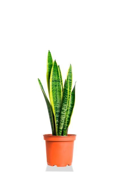 Сансевиерия Лауренти 21/70 см