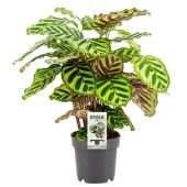 Калатея Макояна d14 см h45 см тип 1 Калатея Макояна d14 см h45 см тип 1